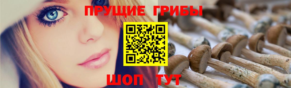 Галлюциногенные грибы Psilocybe  Будённовск 